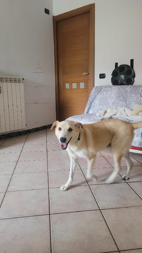 CHARLIE Foto 3